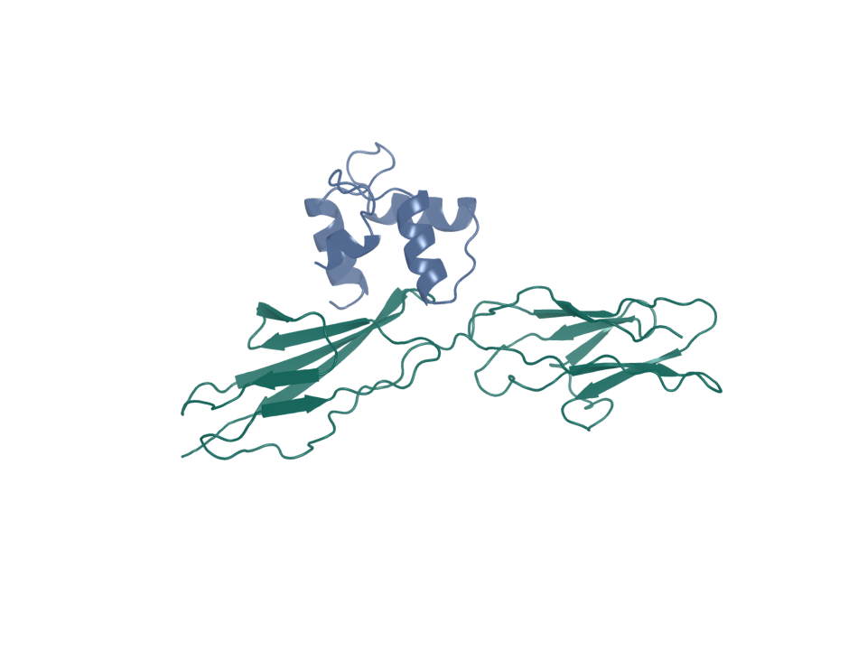 Generated design pose. CEACAM5 target (chain A); binder proteina-complexa-000 (chain B). Source status: generated. Screening state: not run; four-arm join incomplete. Ranking: unranked.