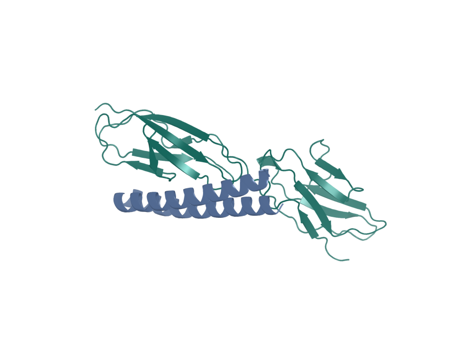 CEACAM5 in green with the generated PXDesign + ProteinMPNN design 03 in blue.