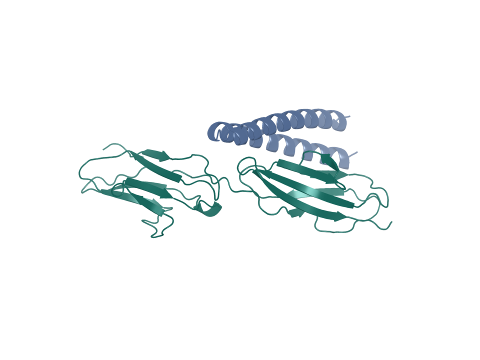 Generated design pose. CEACAM5 target (chain A); binder pxdesign-000-proteinmpnn-00 (chain B). Source status: sequence-designed. Screening state: not run; four-arm join incomplete. Ranking: unranked.