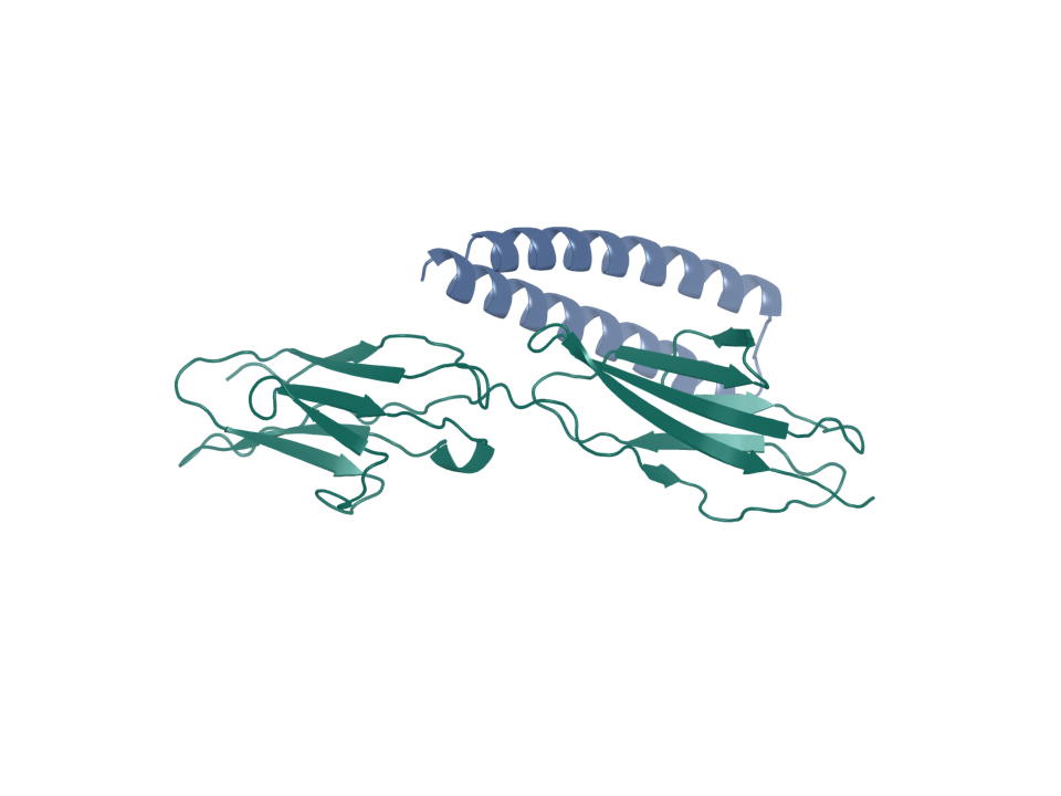 Generated design pose. CEACAM5 target (chain A); binder pxdesign-000-proteinmpnn-00 (chain B). Source status: sequence-designed. Screening state: not run; four-arm join incomplete. Ranking: unranked.