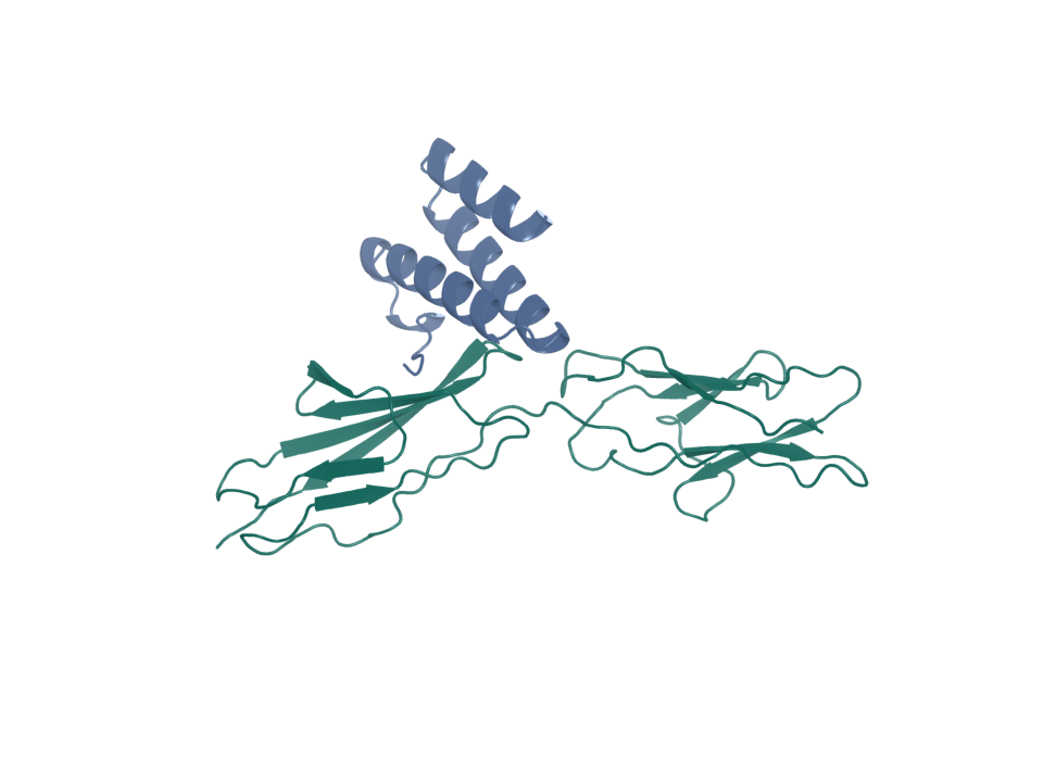 CEACAM5 in green with the generated Proteina–Complexa design 03 in blue.