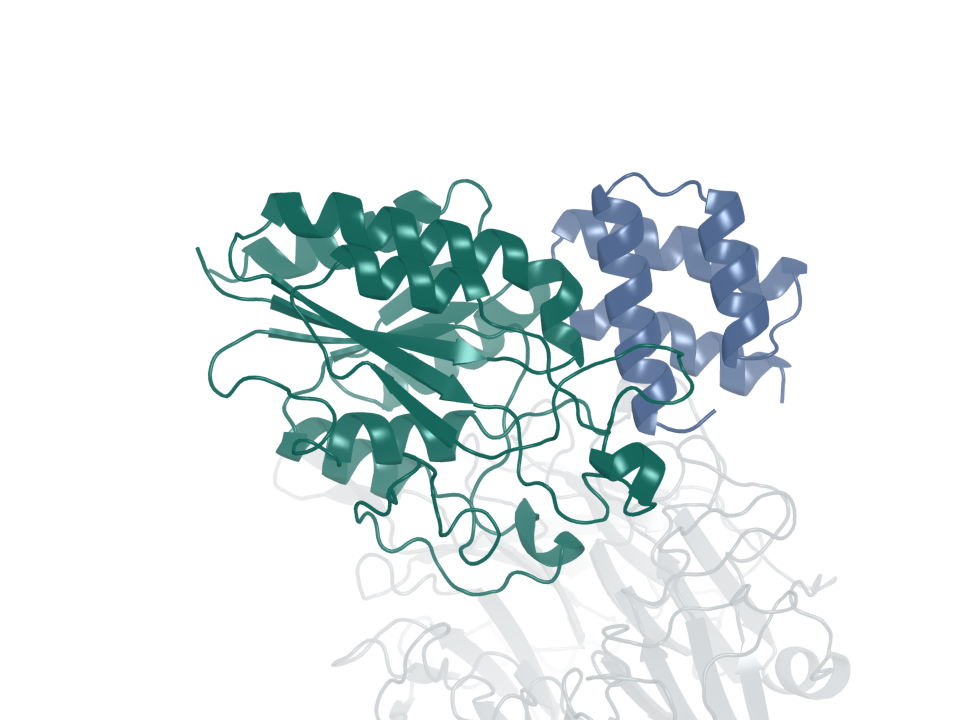 Integrin binder · design 4B. Blue: generated protein binder. Green: integrin β6. Gray: integrin αv.