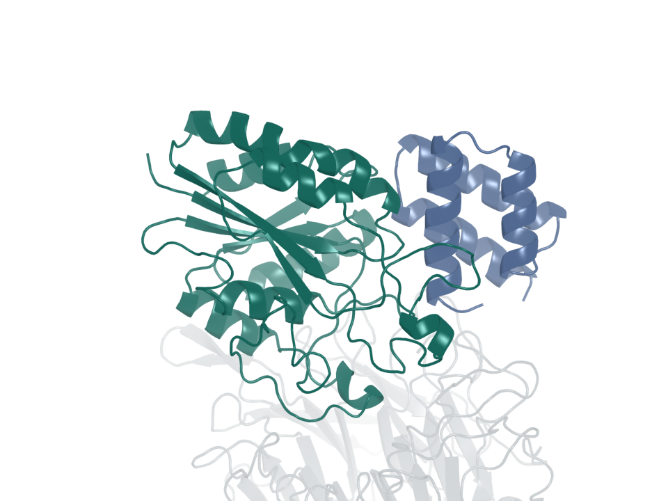 Integrin binder · design 4A. Blue: generated protein binder. Green: integrin β6. Gray: integrin αv.