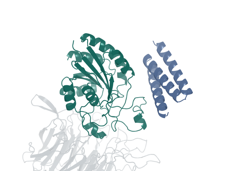 Integrin binder · design 2B. Blue: generated protein binder. Green: integrin β6. Gray: integrin αv.
