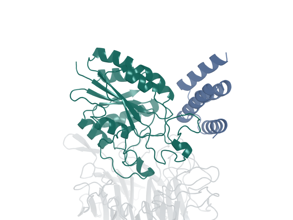 Integrin binder · design 3B. Blue: generated protein binder. Green: integrin β6. Gray: integrin αv.