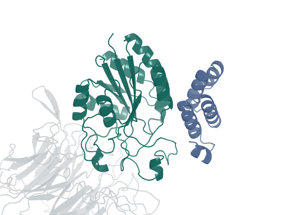 Integrin binder · design 7A. Blue: generated protein binder. Green: integrin β6. Gray: integrin αv.