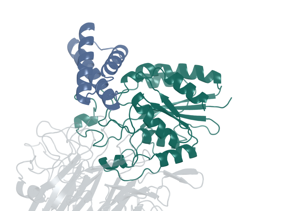 Integrin binder · design 5B. Blue: generated protein binder. Green: integrin β6. Gray: integrin αv.