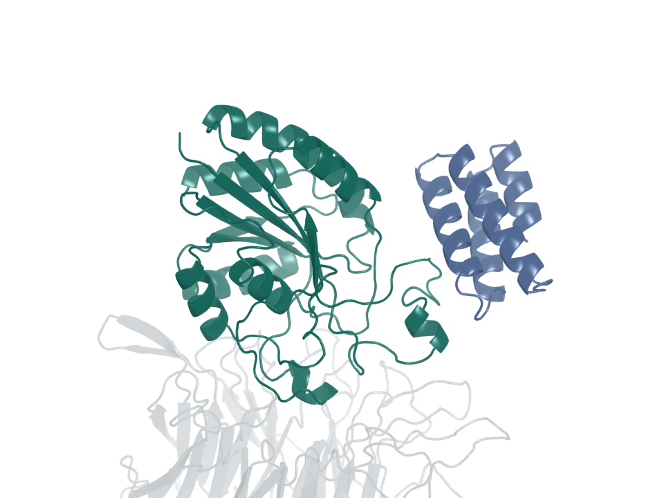 Integrin binder · design 8B. Blue: generated protein binder. Green: integrin β6. Gray: integrin αv.