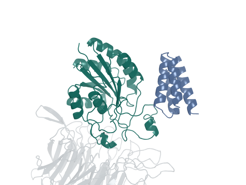 Integrin binder · design 6B. Blue: generated protein binder. Green: integrin β6. Gray: integrin αv.