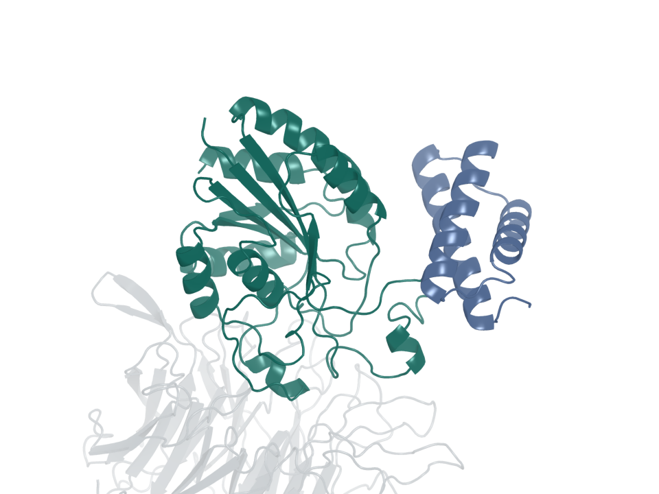 Integrin binder · design 5A. Blue: generated protein binder. Green: integrin β6. Gray: integrin αv.