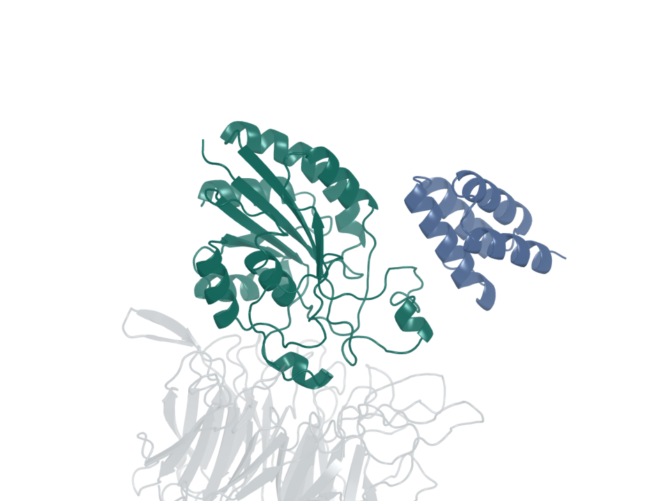Integrin binder · design 1B. Blue: generated protein binder. Green: integrin β6. Gray: integrin αv.