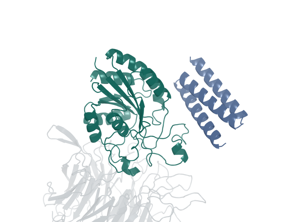 Integrin binder · design 2A. Blue: generated protein binder. Green: integrin β6. Gray: integrin αv.