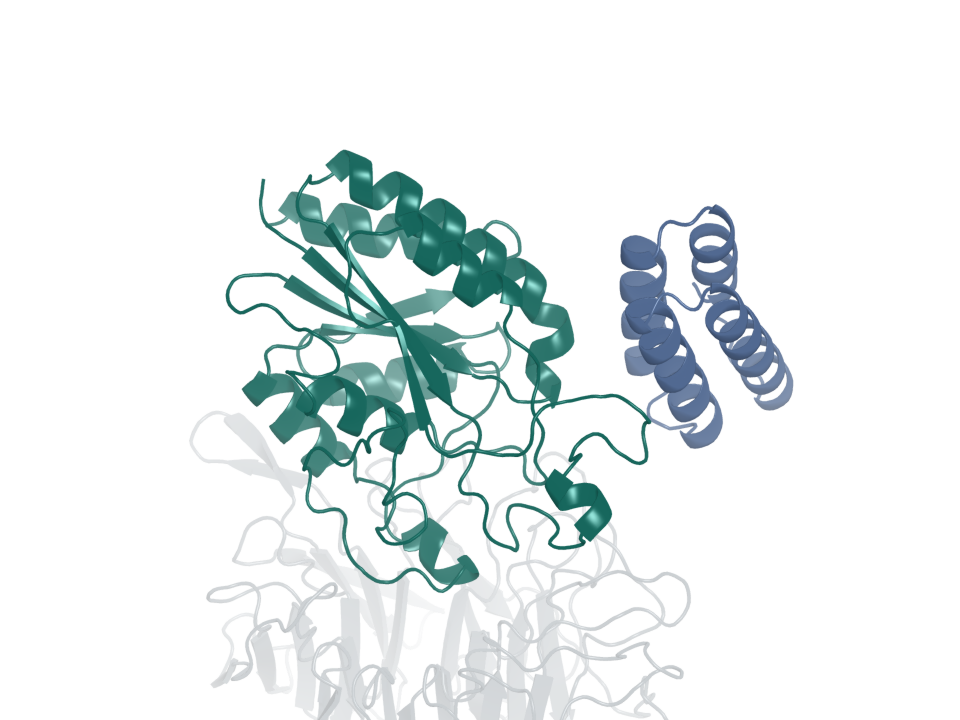 Integrin binder · design 8A. Blue: generated protein binder. Green: integrin β6. Gray: integrin αv.