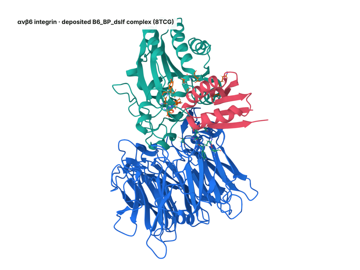 White-background structure render for Integrin alpha-v beta-6 in complex with minibinder B6_BP_dslf