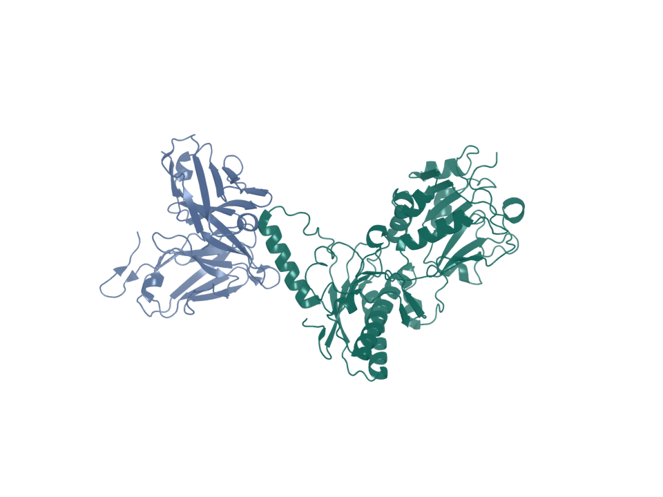 Deposited structure 8GHP. GUCY2C extracellular domain bound by an anti-GUCY2C scFv.