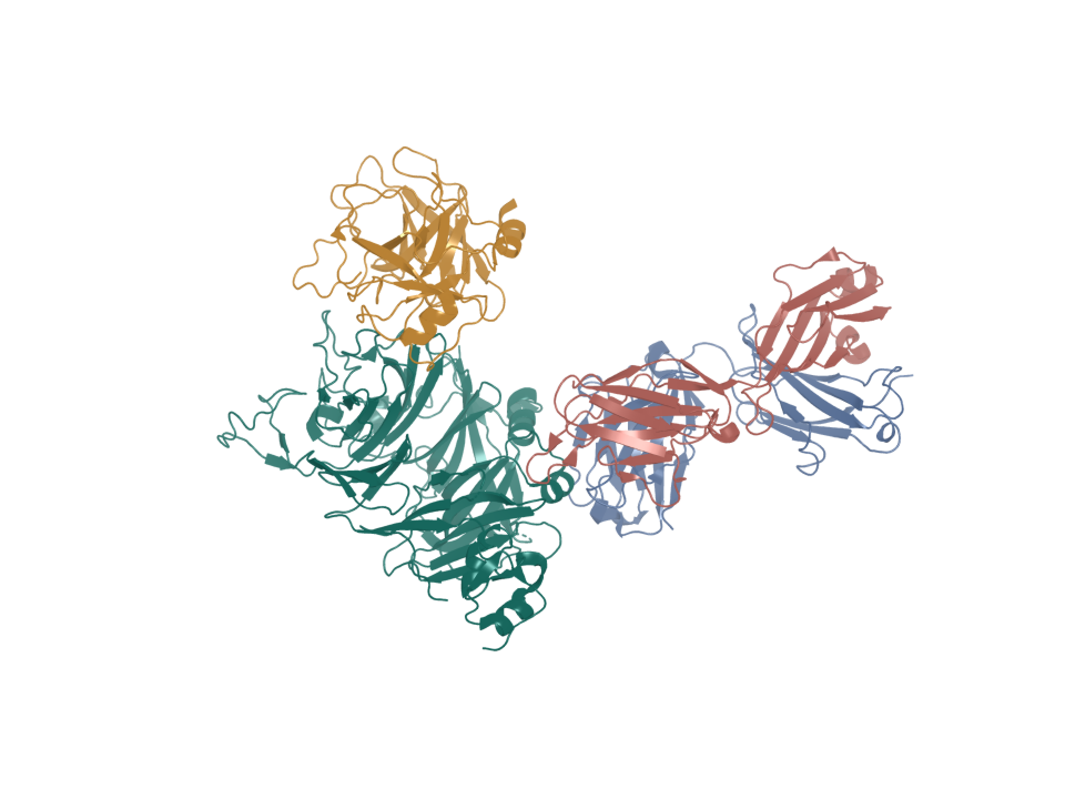Deposited structure 4K3J shows MET with HGF and onartuzumab Fab.