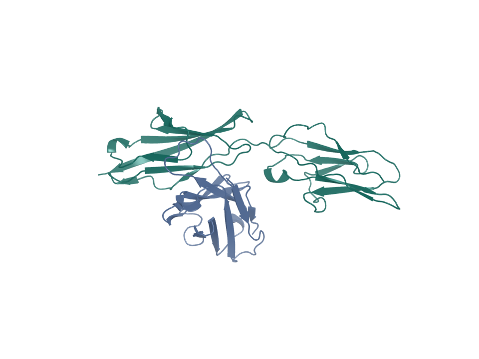 Boltz2-predicted CEACAM5 complex from the three-arm checkpoint. The campaign control gate failed; no candidate was promoted.