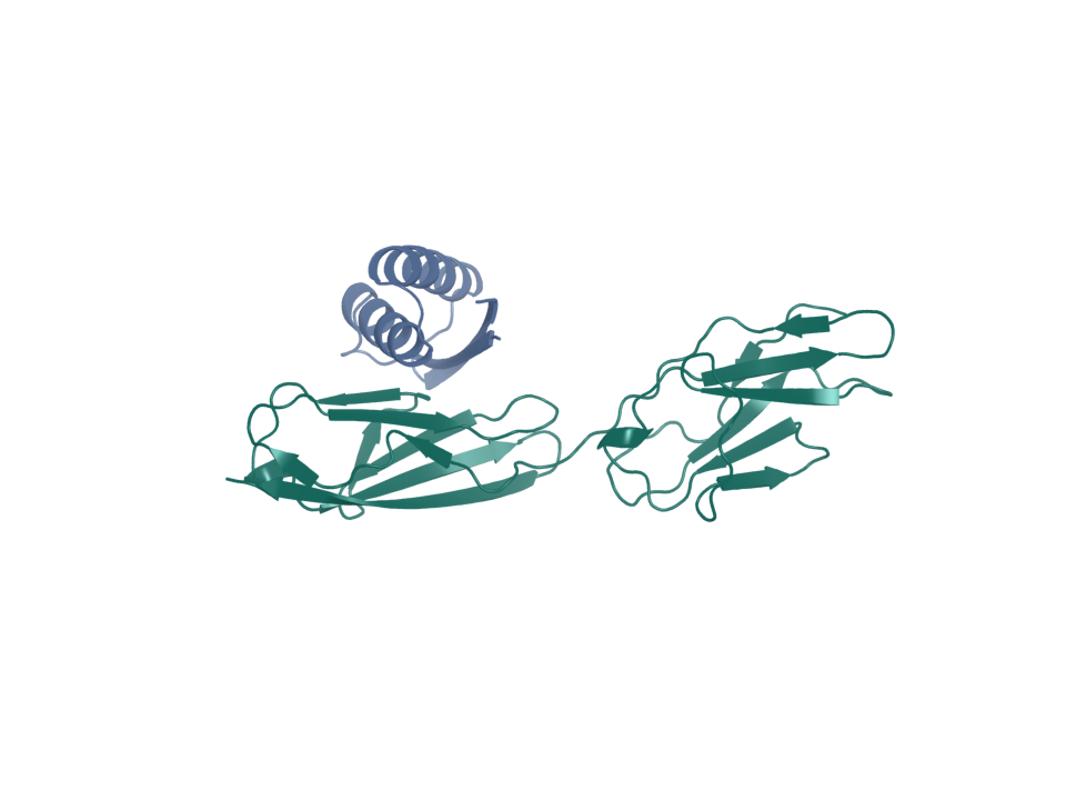 Boltz2-predicted CEACAM5 complex from the three-arm checkpoint. The campaign control gate failed; no candidate was promoted.