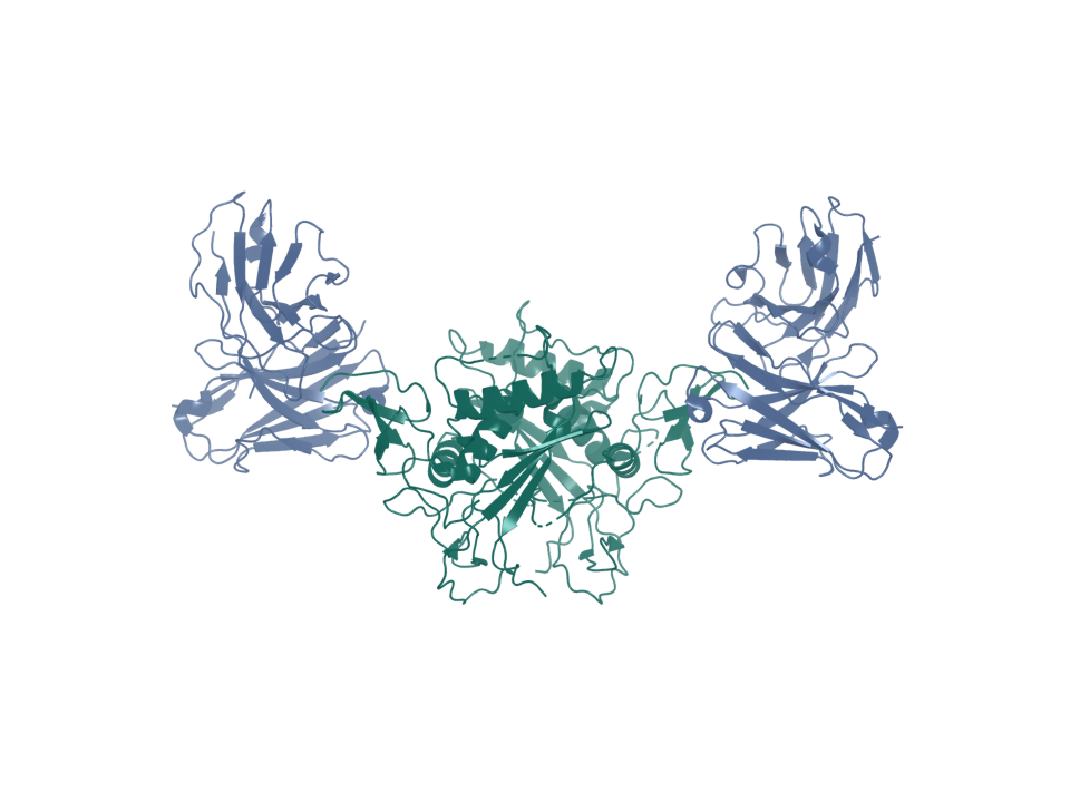 Deposited structure 6I07. EPCAM ectodomain bound by an scFv.
