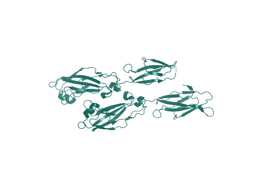 Deposited structure 6ULM. Two copies of the EC1-EC2 construct are shown.