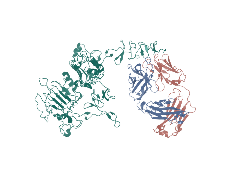Deposited structure 1N8Z. ERBB2 extracellular domain bound by trastuzumab Fab.