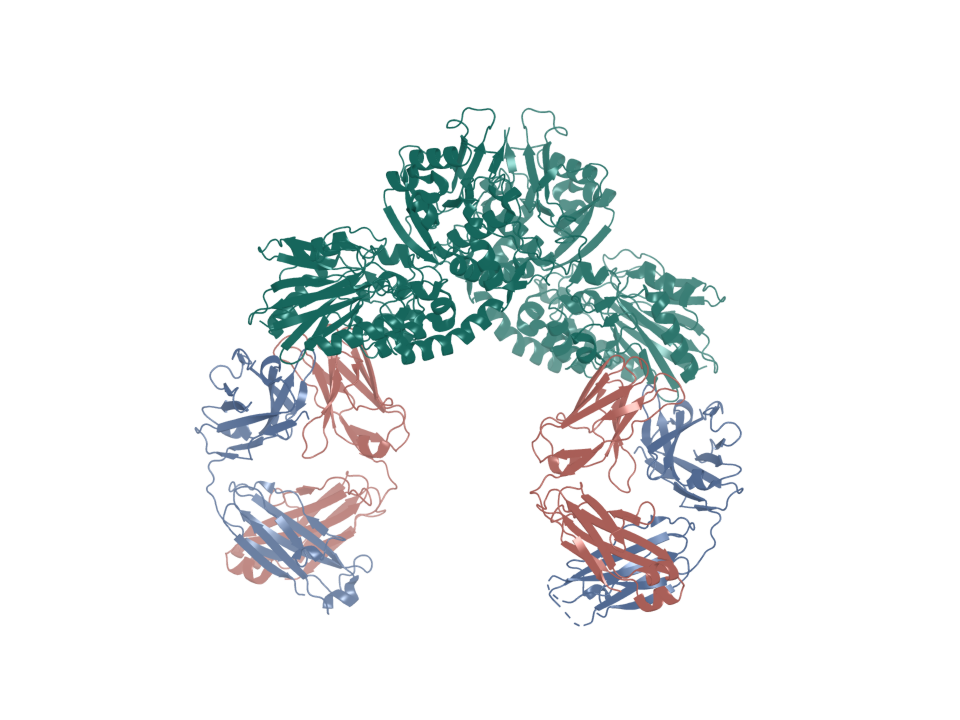 Deposited structure 7BBJ. CD73 dimer bound by the antagonistic antibody mAb19.