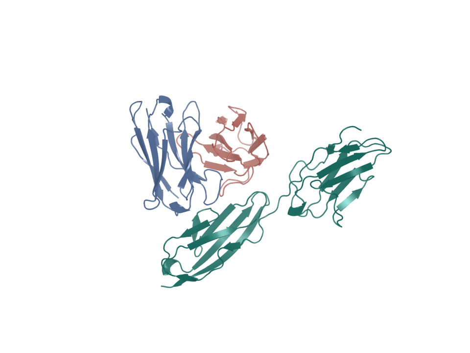 Boltz2-predicted CEACAM5 complex with tusamitamab VH and VL, seed 20260931. One positive control completed; the incomplete comparison panel does not establish a paired-versus-single-domain result.