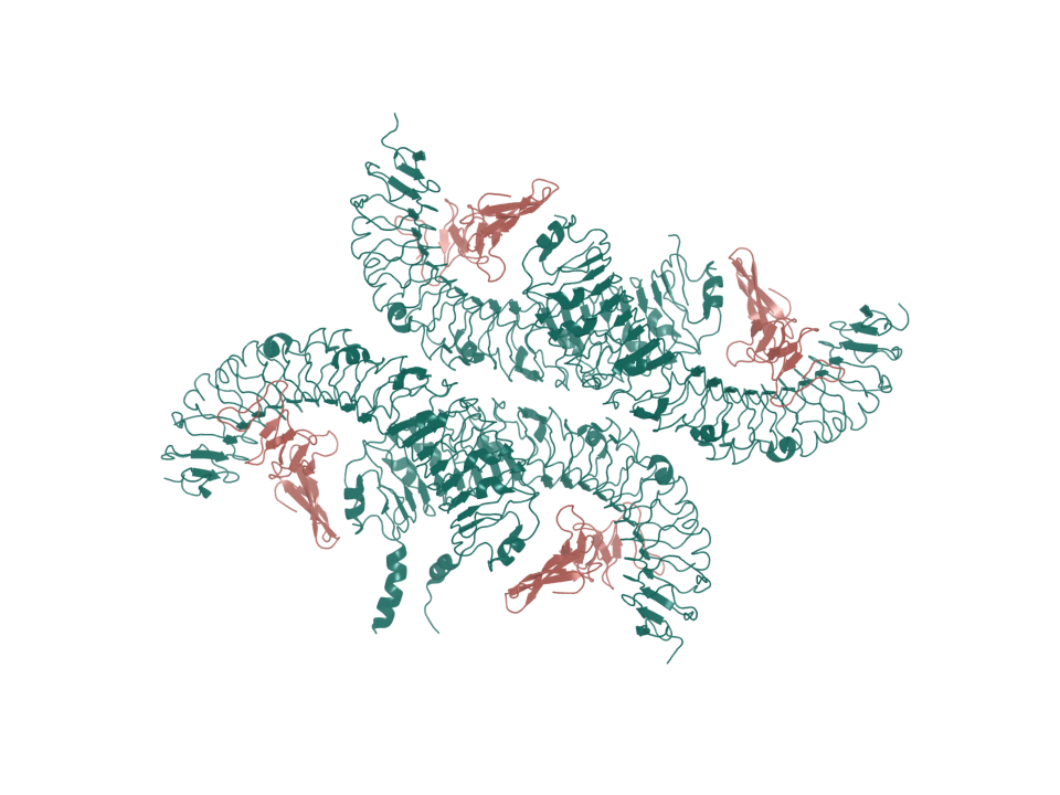 Deposited structure 4BSU. LGR5 ectodomain bound by R-spondin-1 Fu1-Fu2.
