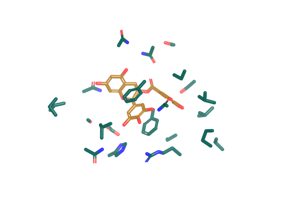 Computational docking into NT5E. EGCG (NP011), seed 11, pose 1; protein side chains within 5 angstroms are shown as sticks.