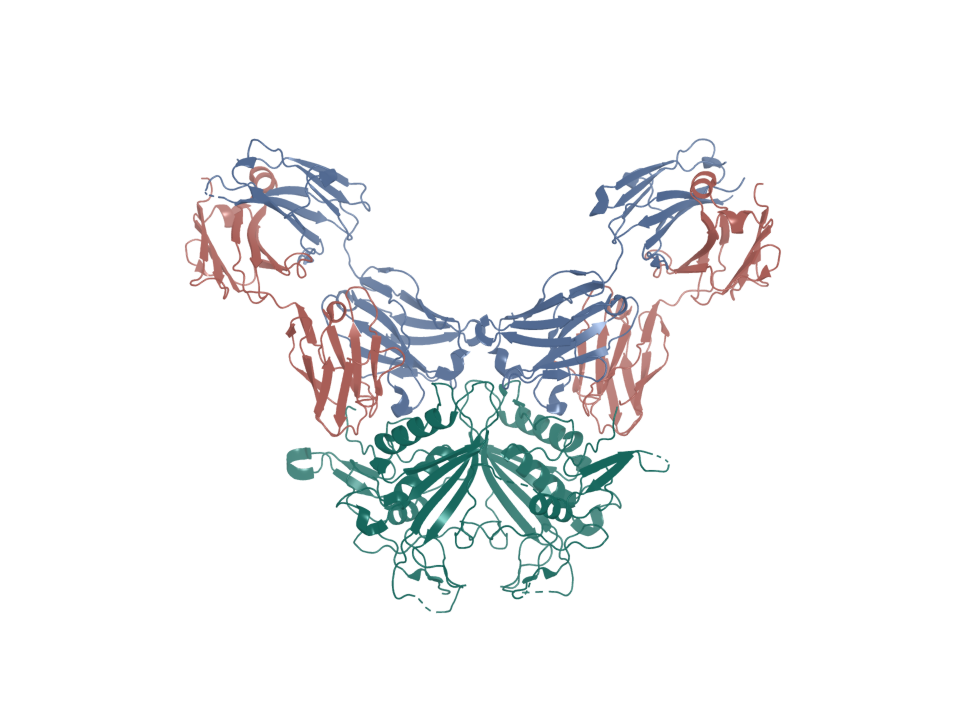 Deposited structure 9PI9. TROP2 dimer bound by sacituzumab Fab.