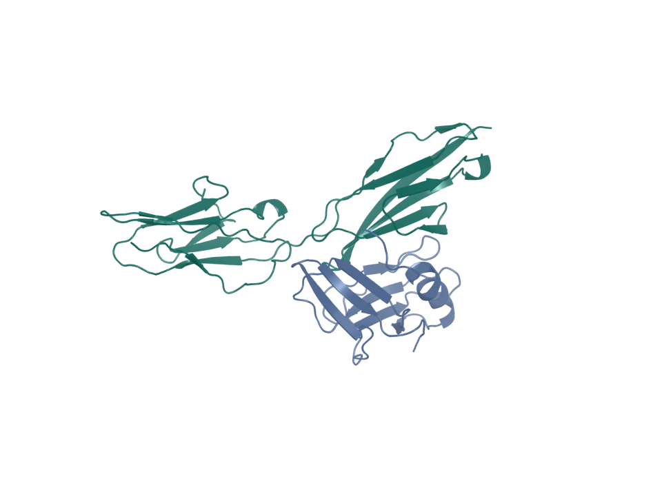 Boltz2-predicted CEACAM5 complex from the three-arm checkpoint. The campaign control gate failed; no candidate was promoted.