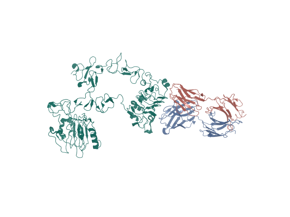Deposited structure 1YY9. EGFR extracellular domain bound by cetuximab Fab.