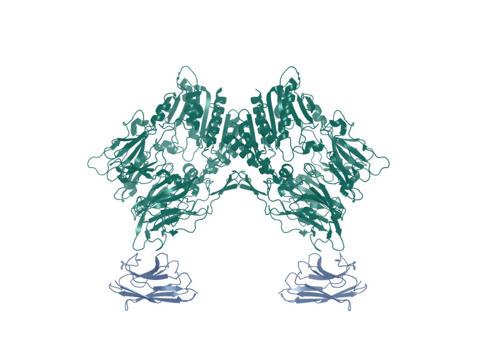 Deposited structure 9DVR. FAP dimer bound by two SUMO-I3 VHH molecules.